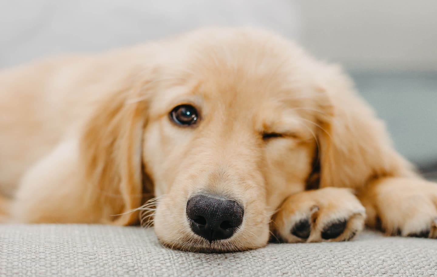 お留守番中の犬と猫