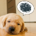 困った顔の犬