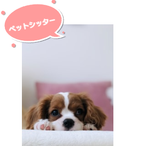 お留守番中の犬と猫